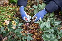 Couper Helleborus - Hellébore - feuilles pour révéler les boutons floraux émergents