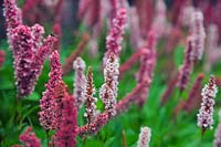 Persicaria affinis 'Donald Lowndes'
