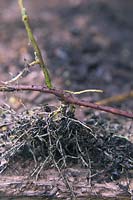 Les racines d'Ipomoea indica aux nœuds touchant le sol facilitent la propagation