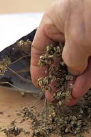 Graines de Selinum wallchianum recueillies dans une grande enveloppe ancienne - graine frottée pour se débarrasser de l'ombelle