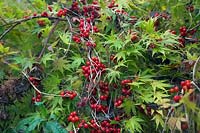 Les fruits rouges de Tamus communis - Bryony noir et le feuillage d'automne d'Acer palmatum 'Sango-kaku' syn. Acer palmatum 'Senkaki'