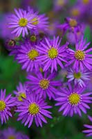 Aster ageratoides syn. Aster trinervius subsp. ageratoides syn. Aster trinervius 'Scaberulus'