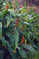 Hedychium densiflorum 'Assam Orange' les jolis fruits orange de novembre pourraient être confondus avec des fleurs à distance