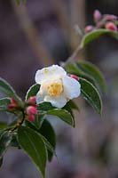 Camellia transnokoensis - Mount Noko camellia - fleur d'ouverture avec gel fin décembre.