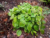 Epimedium x warleyense 'Orange Queen' syn. «Orangekonigin»