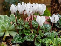 Cyclamen hederifolium - Boutique de cyclamen acheté en creux alpin