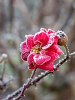 Rosa - Gel d'hiver sur la fleur de rose et les hanches restantes.