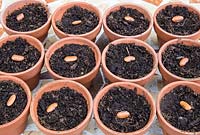 Jardinage sans plastique semis bio Phaseolus vulgaris 'Trionfo Violetto' - Graines de haricots violets grimpants dans des pots en terre cuite remplis de compost