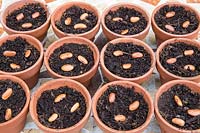 Jardinage sans plastique multi semis semis bio Phaseolus vulgaris 'Trionfo Violetto' - Graines de haricots violets grimpants dans des pots en terre cuite remplis de compost