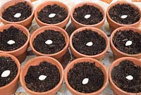 Jardinage sans semis plastique Cucurbita pepo bio 'Nero di Milano' - Graines de courgette dans des pots en terre cuite remplis de compost