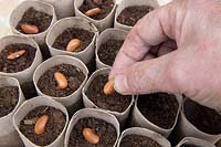 Jardinage sans plastique multi semis bio Phaseolus vulgaris 'Trionfo Violetto' - Graines de haricots violets grimpants en tubes de papier toilette en carton