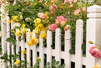 Rosa mixte - Rose - buissons poussant à travers une clôture blanche