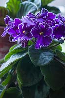 Saintpaulia ionantha - Fleurs et feuillage de violette africaine