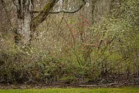 Ribes sanguineum, Acer circinatum, Acer macrophyllum - Groseille à fleurs rouges en parterre de fleurs avec de l'érable de la vigne sous l'érable à grandes feuilles