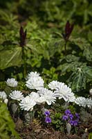 Sanguinaria canadensis 'Flore Pleno' - 'Flore Pleno' Bloodroot et violettes violettes avec Wakerobins mauves géants
