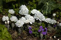 Sanguinaria canadensis 'Flore Pleno' - 'Flore Pleno' Bloodroot et violettes violettes