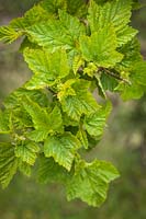 Physocarpus capitatus - Pacific Ninebark - feuillage émergent