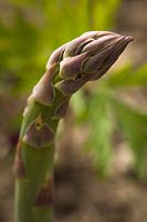 Asparagus officinalis - pointe d'une lance