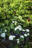 Sanguinaria canadensis 'Flore Pleno' avec Trillium kurabayashii et violette violette - Violette