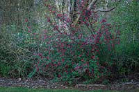 Ribes sanguineum - Groseille à fleurs rouges - ci-dessous Acer macrophyllum - Érable à grandes feuilles - en parterre de bois au crépuscule