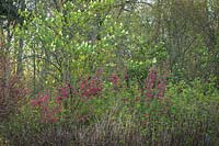 Ribes sanguineum - Groseille à fleurs rouges - ci-dessous Sambucus racemosa - Sureau rouge en parterre de bois