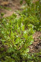 Valerianella locusta - Salade de maïs européenne