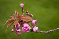 Prunus serrulata 'Kwanzan' - Cerisier en fleurs - fleur qui s'ouvre parmi les feuillages émergents