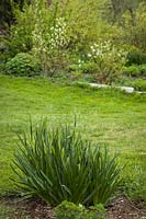 Camassia leichtlinii au bord du parterre de fleurs avec pelouse rugueuse et parterre mixte