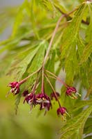 Acer palmatum cv. - Fleurs d'érable japonais et détails de feuillage