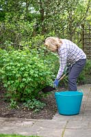 Pailler un buisson de cassis avec du compost de jardin au printemps