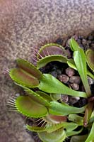 Dionaea muscipula 'Venus Flytrap '