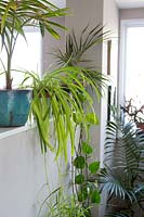 Kentia Palm, Devil's Ivy, Spider Plant dans un environnement de bureau. Howea forsteriana, Epipremnum aureum, Chlorophytum comosum