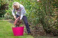 Ramasser les feuilles de rose tombées pour aider à prévenir les taches noires