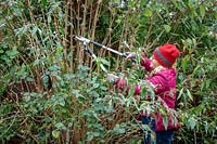 Utiliser des élagueurs pour réduire de moitié les tiges de buddleia au début de l'hiver pour éviter les dommages causés par le vent.