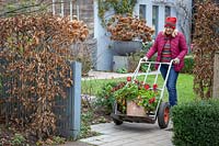 Utilisation d'un camion-sac pour amener une plante en pot tendre lourde - le pélargonium - pour hiverner
