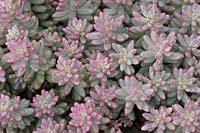 Sedum x rubrotinctum 'Aurora' - Jelly Beans rose