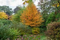 Nyssa sylvatica 'Wisley Bonfire' - gomme noire ou Tupelo. Un arbre à feuilles caduques élégant, de forme conique avec une bonne couleur d'automne.