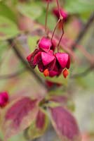 Euonymus planipes 'Dart's August Flame', fuseau pédonculé plat, arbuste à feuilles caduques aux feuilles d'automne rouges au milieu de fruits rouges lobés qui se fendent pour révéler des graines orange.