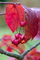 Euonymus latifolius - fusain à larges feuilles avec fruits rouges ailés