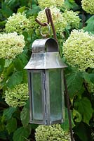 Une lanterne en métal suspendue devant Hydrangea 'Limelight '.