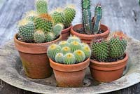 Présentoir de cactus avec Mammillaria hahniana 'Old Lady Cactus', Ferocactus cylindracus 'Barrel Cactus' et Pachycereus schottii dans des pots en terre cuite.