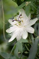 Passiflora caerulea 'Constance Elliot' - Fleur de la passion
