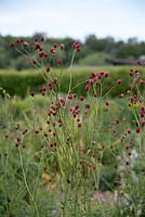 Sanguisorba officinalis 'Arnhem' - Great Burnet - juillet