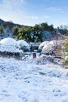 Jardin de campagne couvert de neige avec de grands monticules d'Osmanthus burkwoodii. Jardin de la maison Veddw