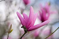 Magnolia 'Galaxy', croix de M. liliflora x sprengeri 'Diva', fleur à tépales oblongs