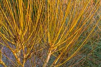 Salix alba var. vitellina 'Britzensis' - Saule