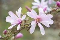 Magnolia x loebneri 'Leonard Messel'