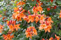Rhododendron 'Rumba' - Azalée