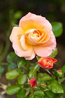 Rosa 'Confiture et Jérusalem' - Floribunda Rose