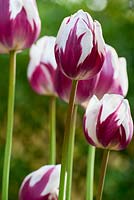 Tulipa 'Le favori de Rem'
